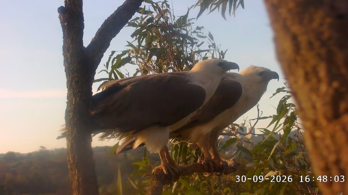 White-bellied sea eagle (Haliaeetus leucogaster)